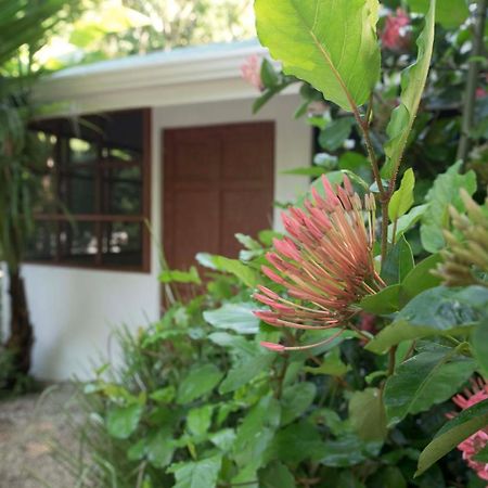 Jungle'S Edge Otel Nosara Dış mekan fotoğraf